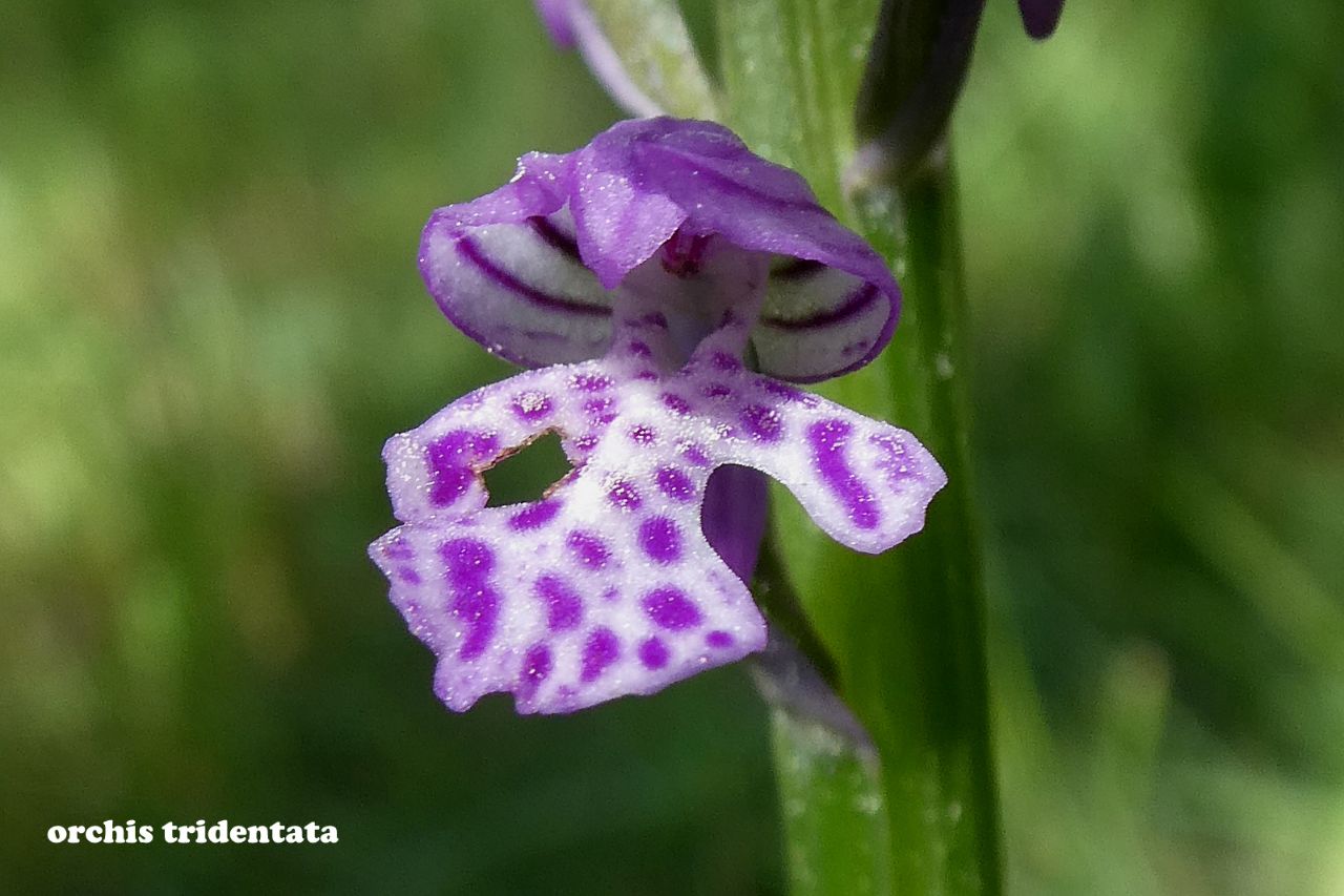 Orchis tridentata